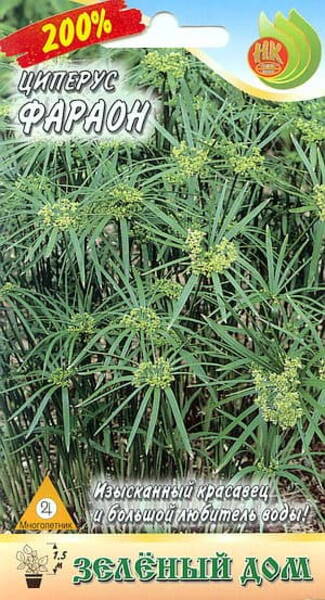 Lõikhein vahelduvalehine "FARAON" Cyperus alternifolius
