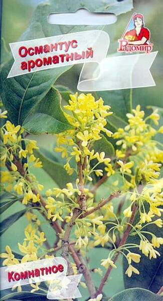 Osmantus lõhnav Osmanthus fragrans