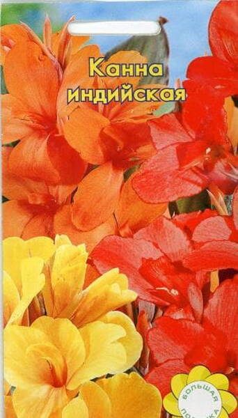 India kanna "Tropicana" (mix) Canna indica