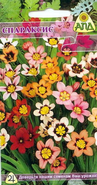 Narriõis kolmevärviline Sparaxis tricolor