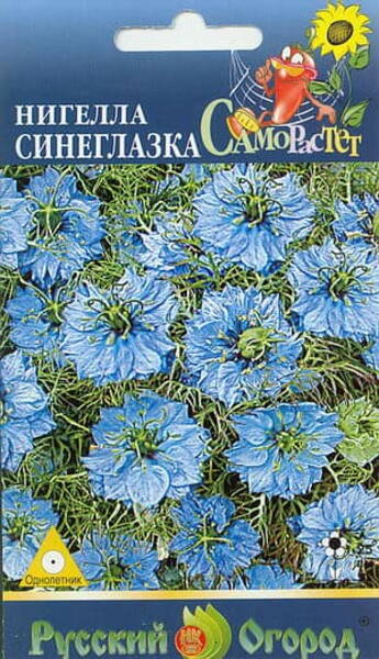 Mustköömen türgi "SINEGLAZKA" Nigella damascena