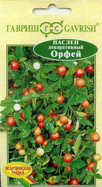 Winter cherry "Orphey"