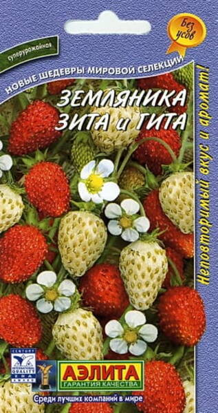 Alppi mansikka "Zita ja Gita"