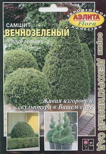Evergreen Boxwood