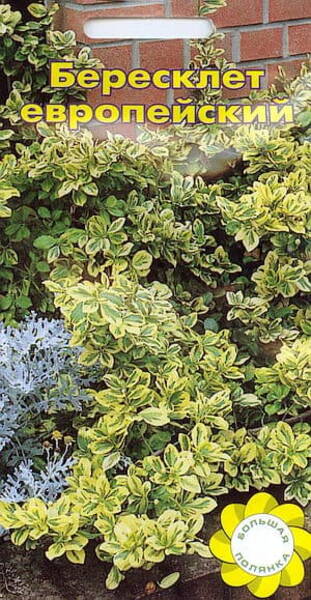 Kikkapuu Euonymus europea