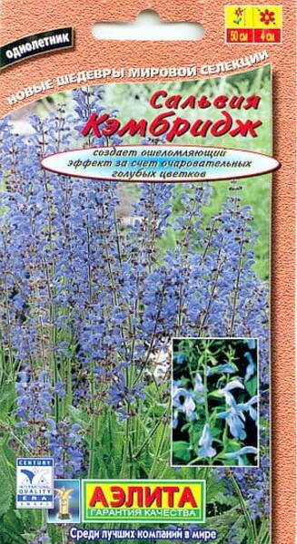 Gentian sage "Cambrige Blue" (Blue-flowered sage)