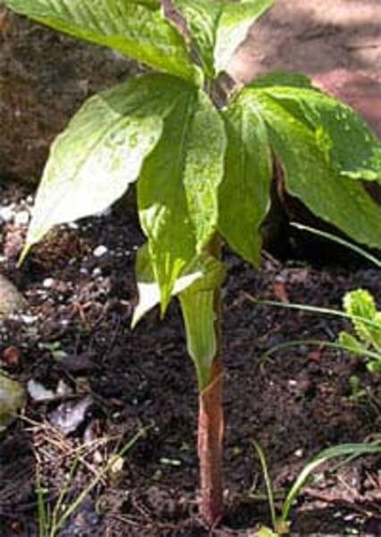 Аризема японская (Arisaema japonicum)