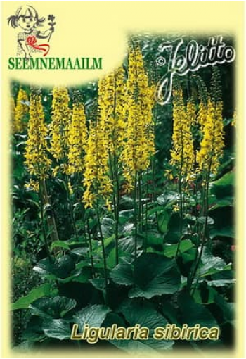 Siberian Ligularia