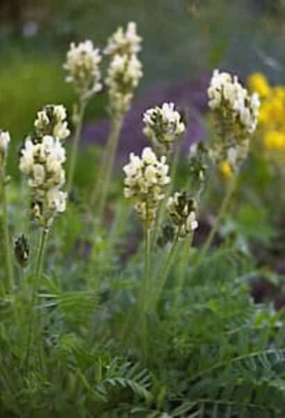 Mägi-lipphernes Oxytropis campestris
