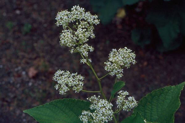 Regeli kolmtiivak Tripterygium regelii