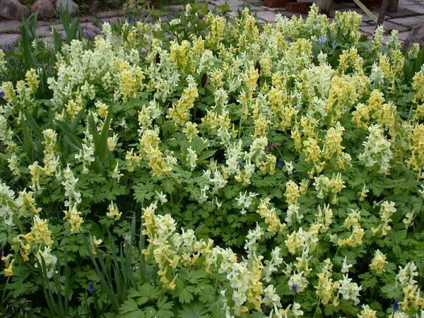 Lõokannus suureõieline Corydalis gigantea