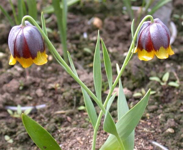 Mihhailovski püvilill Fritillaria michailovskyi