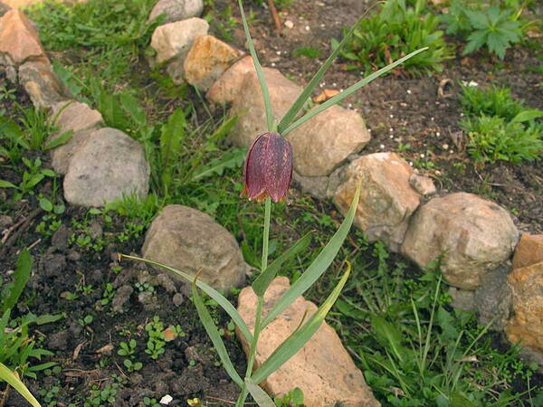 Mägi-püvilill FRITILLARIA montana