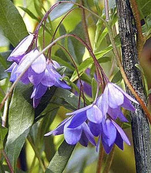 Eriline sinironi Sollya heterophylla