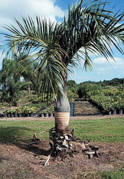Puhev pudelpalm Hyophorbe verschaffeltii