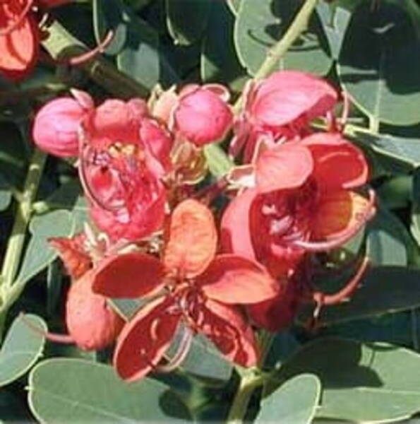 Roxburghi kassia Cassia roxburghii