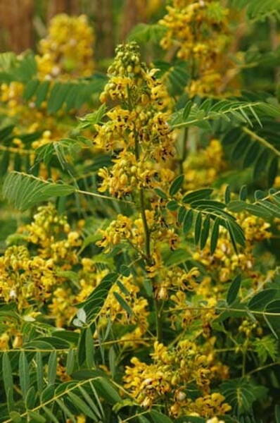 Põhjasenna Cassia marilandica