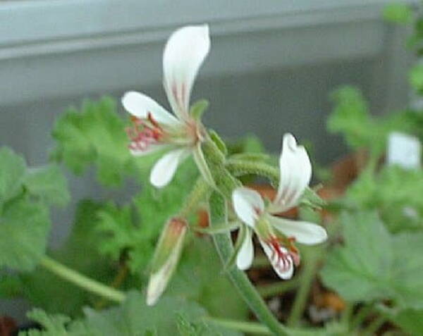 Pelargonium mollicomum