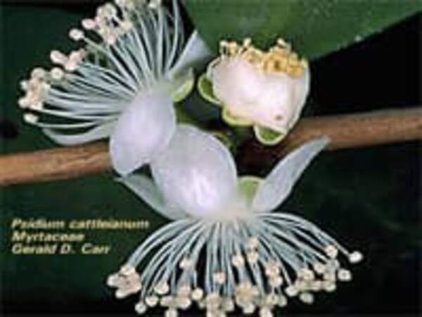 Maasik-guajaavipuu Psidium cattleianum