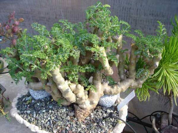 Pelargonium carnosum Pelargonium carnosum