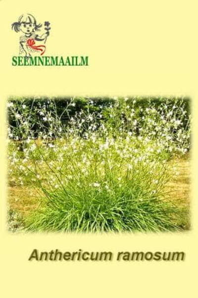 Harunenud orasliilia (valge) Anthericum ramosum