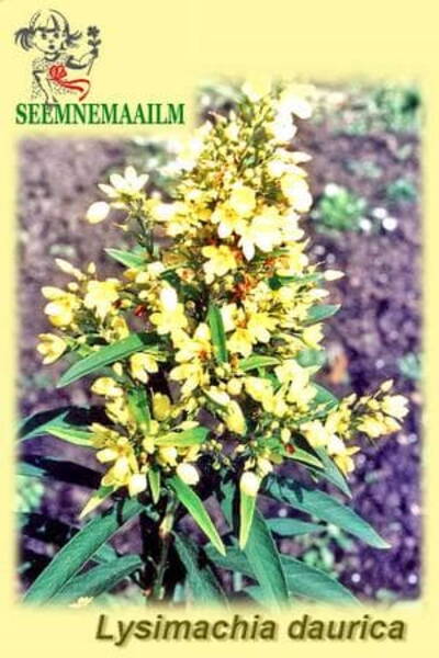 Lysimachia dahurica