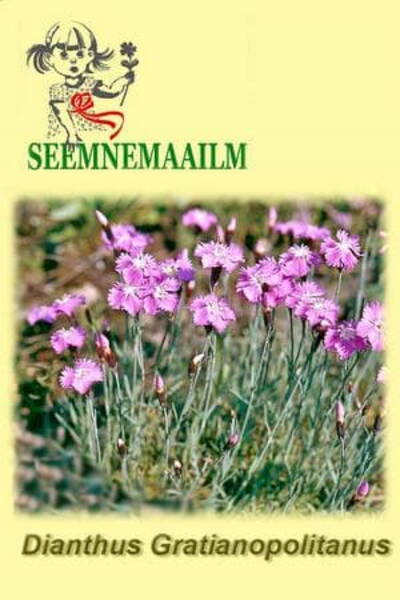 Гвоздика серовато-голубая (сизая) Dianthus gratianopolitanus (caesius)