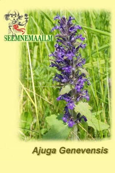 Geneva Bugleweed (Upright Bugle)