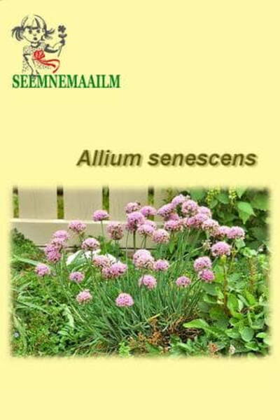 Лук стареющий (Лук байкальский) Allium senescens
