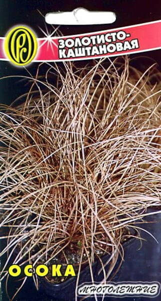 Tarn kuld-kastanpruun "Auburn" Carex flagellifera
