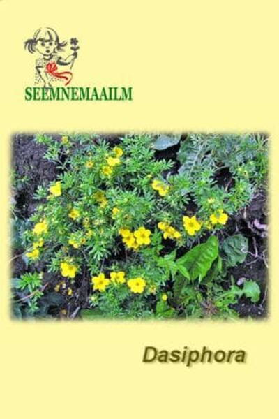 Põõsasmaran Dasiphora fruticosa Põõsasmaran Dasiphora fruticosa