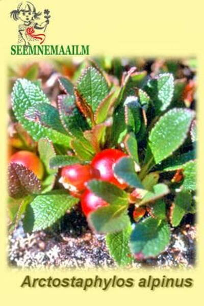 Mägileesikas (alpi leesikas) Arctostaphylos alpinus