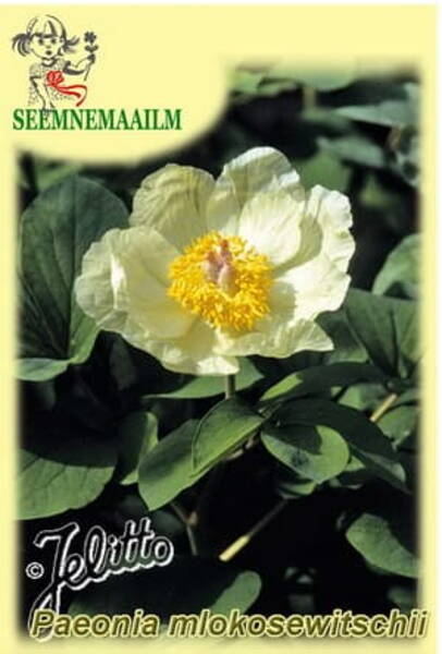 Lagodehhi pojeng (Mlokosevitši pojeng) Paeonia mlokosewitschii