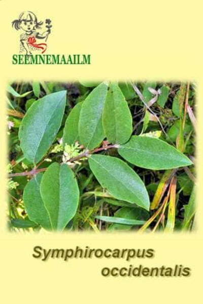 Lumimari Symphoricarpus occidentalis