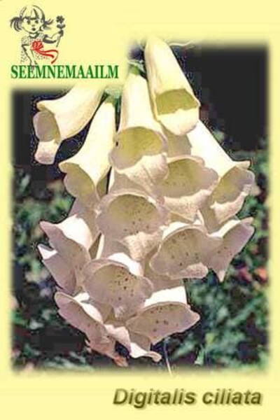 Digitalis ciliata