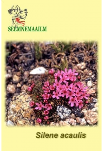 Смолёвка бесстебельная (Silene acaulis)