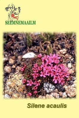 Moss campion