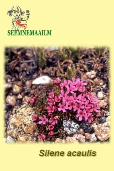 Moss campion