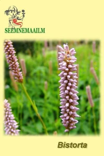 Горец живородящий (Змеевик) Рolygonum viviparum