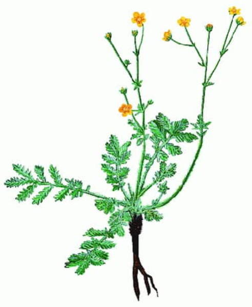 Potentilla sericea