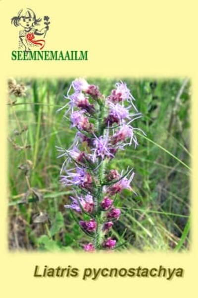 Liatris pycnostachia