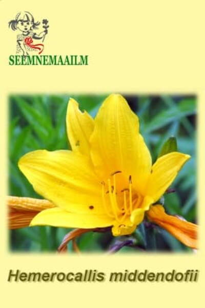 Hemerocallis middendorfii