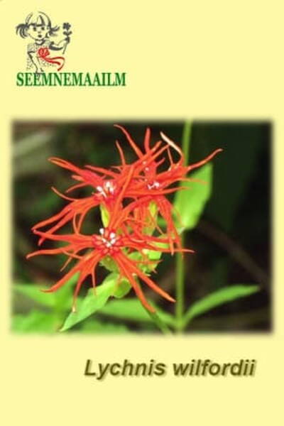 Lychnis wilfordii