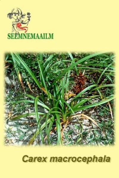 Осока большеголовая (Carex macrocephala)