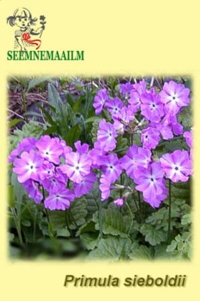 Sieboldi priimula Primula sieboldii
