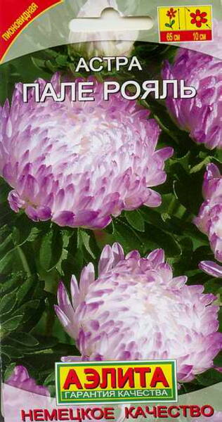 Aster "Palais Royal"