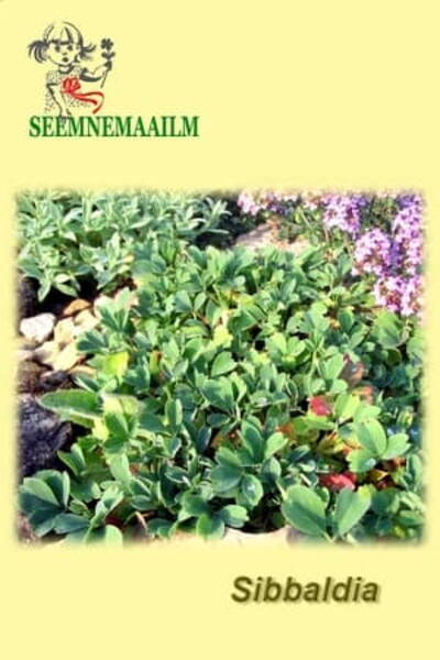 Lamav sibbaldia Sibbaldia procumbens