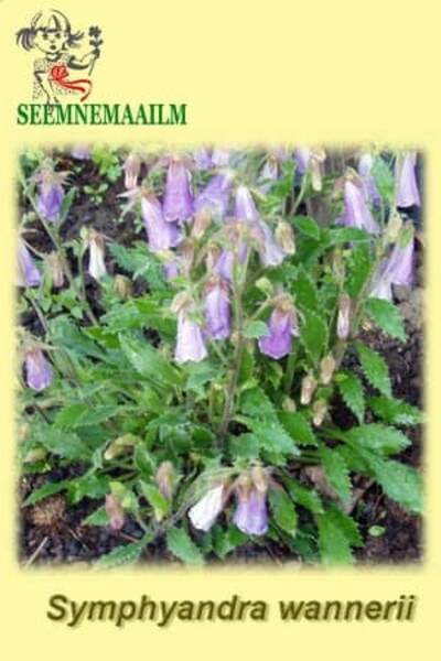 Wanneri leinakellukas Symphyandra wanneri