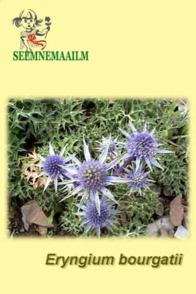 Pyrenean eryngo (Mediterannean sea holly)