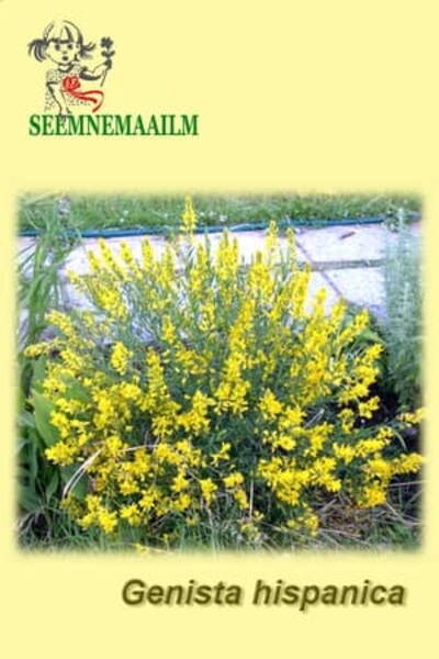 Дрок испанский (Genista hispanica)